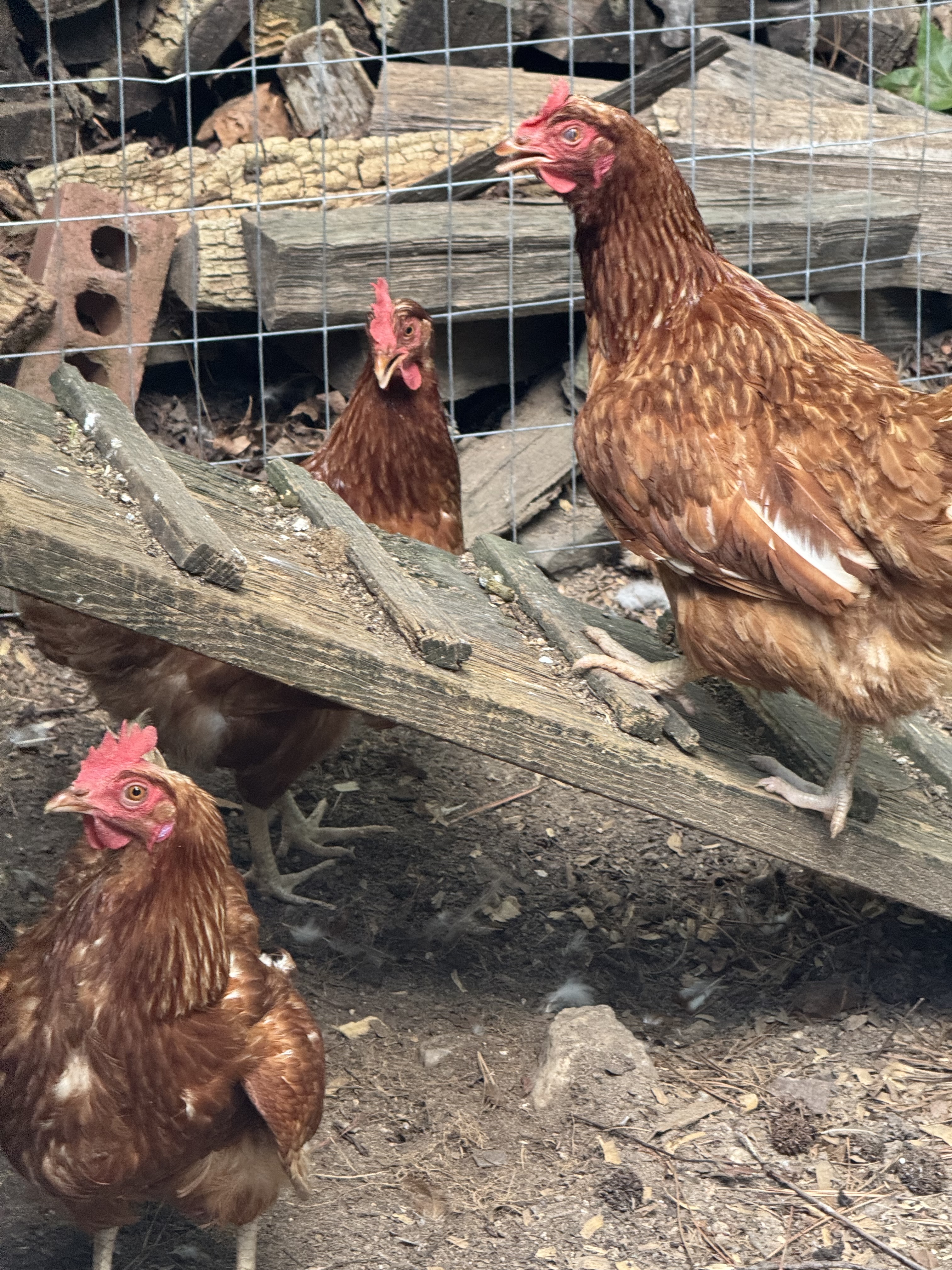 Whitaker's ISA Brown hens